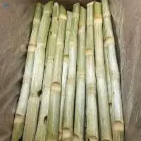 Frozen Sugarcane