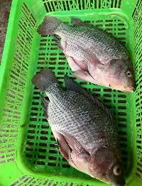 Frozen Tilapia Fish