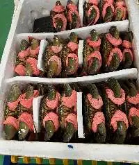 CRAB