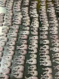 Frozen Frog Legs