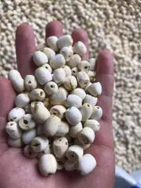 Dried Lotus Seeds