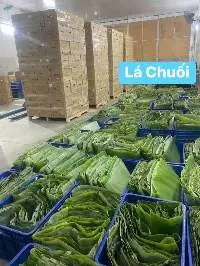 Banana Leaves