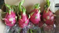 Fresh Dragon Fruit