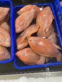 FROZEN RED TILAPIA