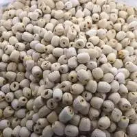 Lotus Seeds