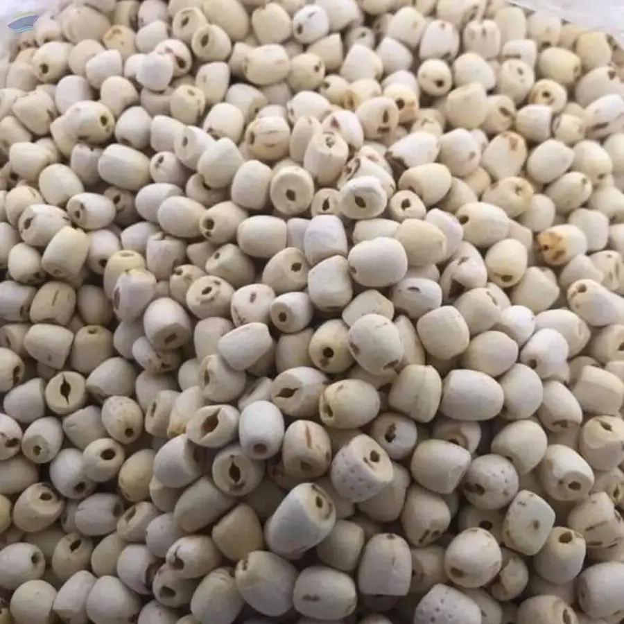 Lotus Seeds