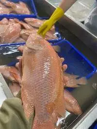 Frozen Red Tilapia Fish