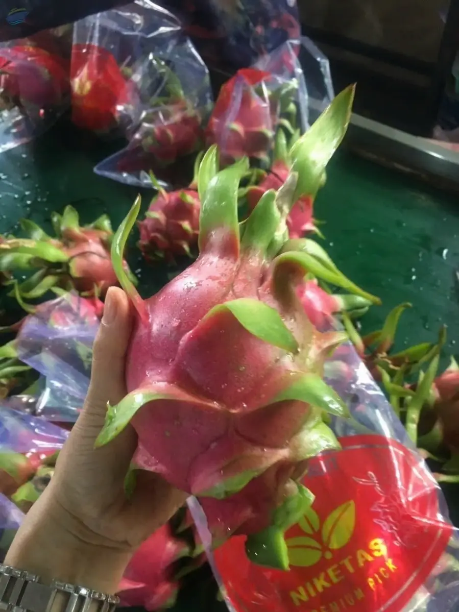 Fresh Dragon Fruit