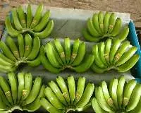 Fresh Banana