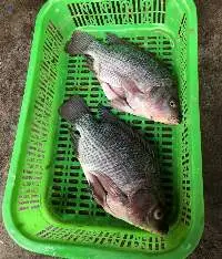Frozen Tilapia
