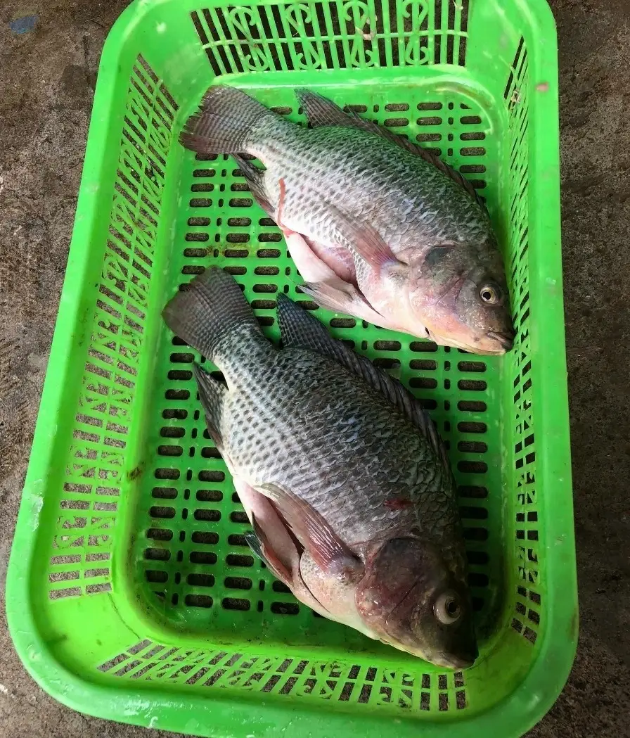 Frozen Tilapia