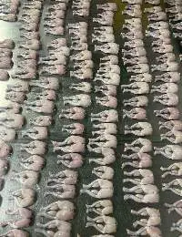 Frozen Frog Legs