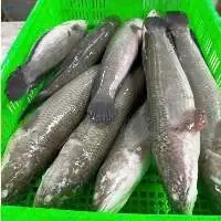 Frozen Snakehead Fish