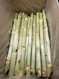 Frozen Sugarcane