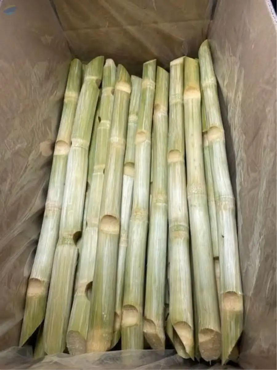 Frozen Sugarcane