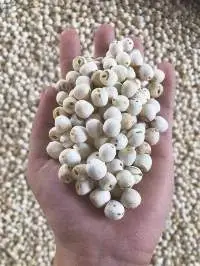 Lotus Seeds