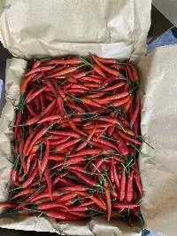 Fresh Chili