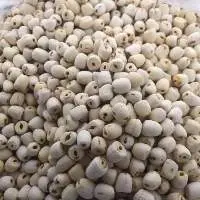 Lotus Seeds