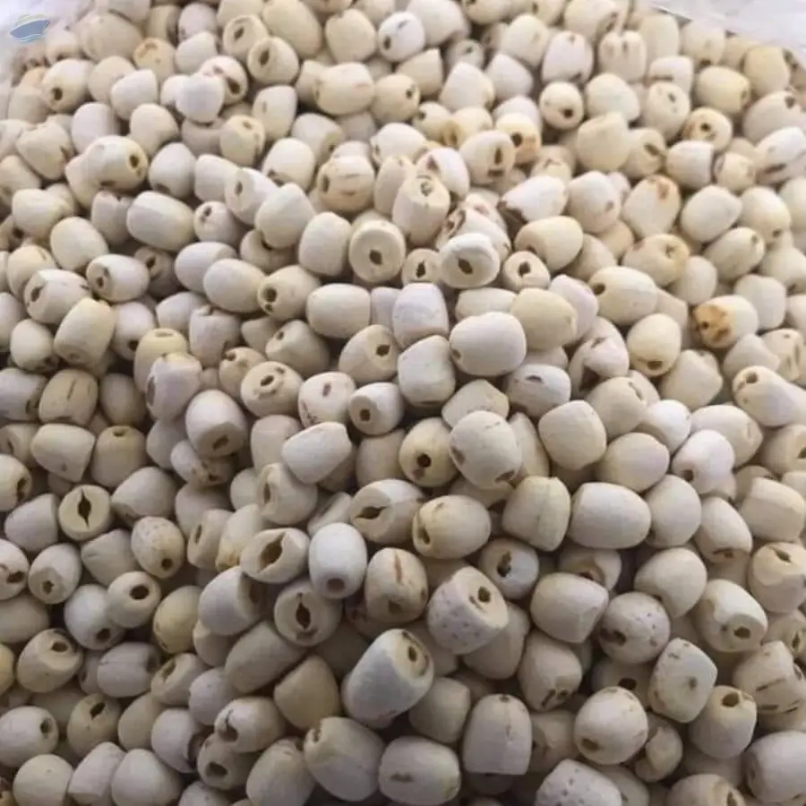 Lotus Seeds