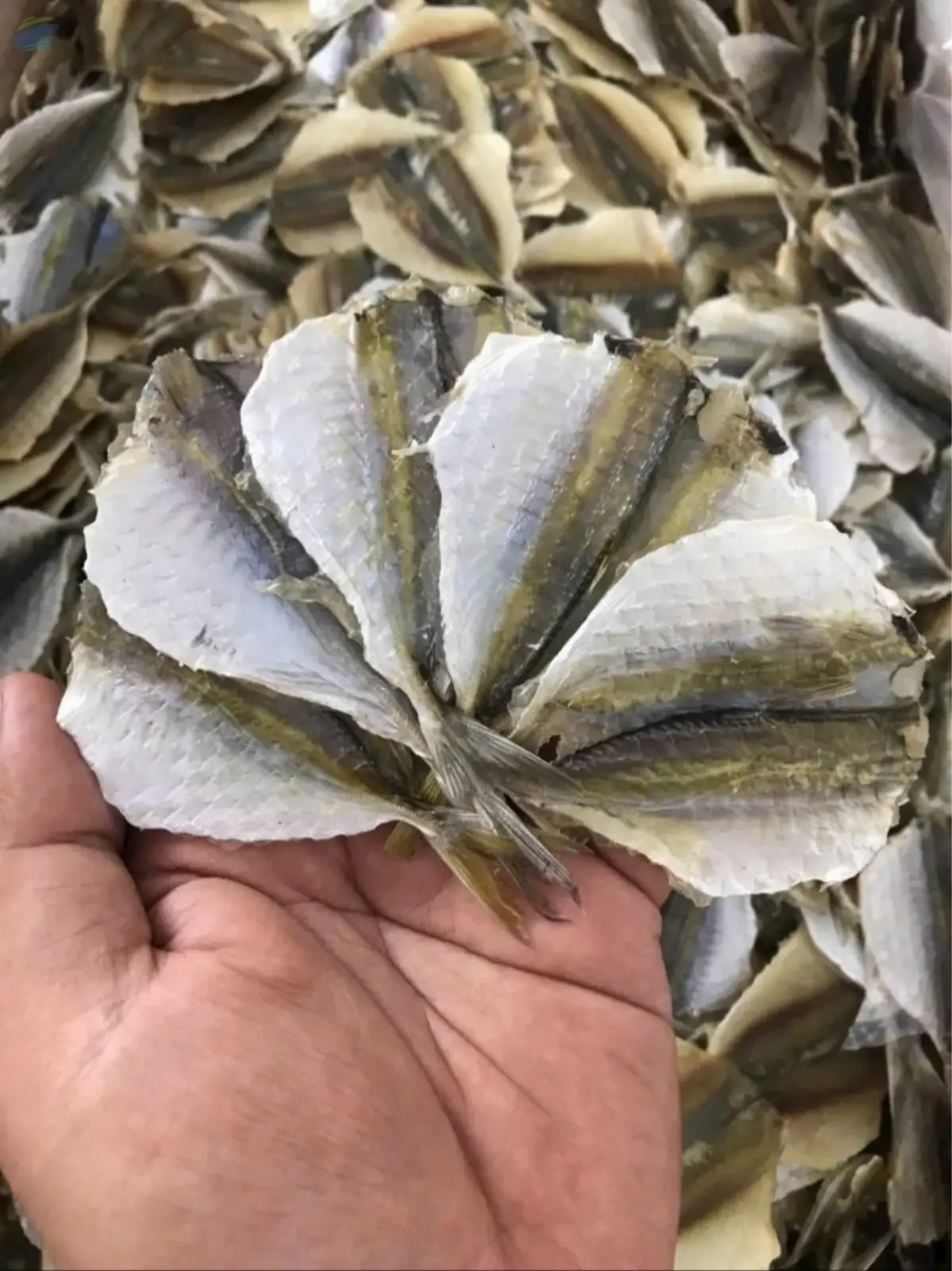 Dried Yellow Stripe Scad