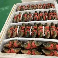 Frozen Crab