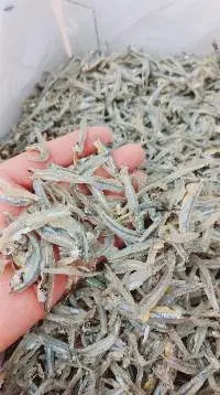 Anchovy Fish