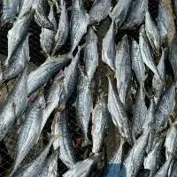 Dried Mackerel Fish