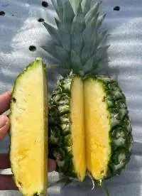 Fresh Pineapple
