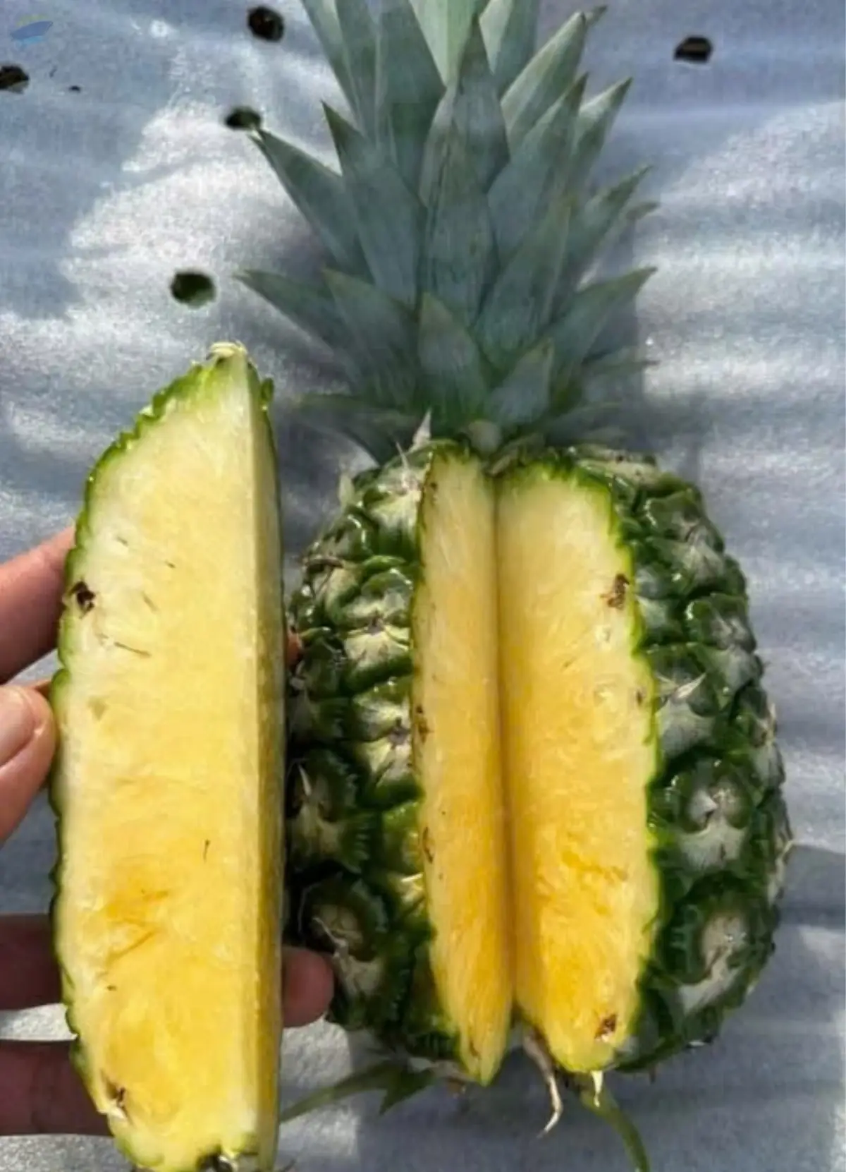Fresh Pineapple