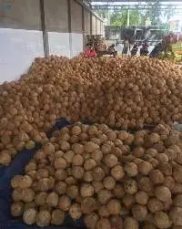 Dried Coconut