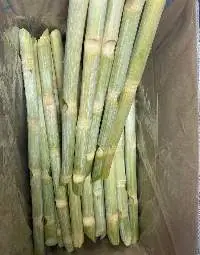 Frozen Sugarcane