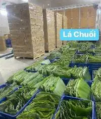 Banana Leaves