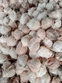 Dried Coconut