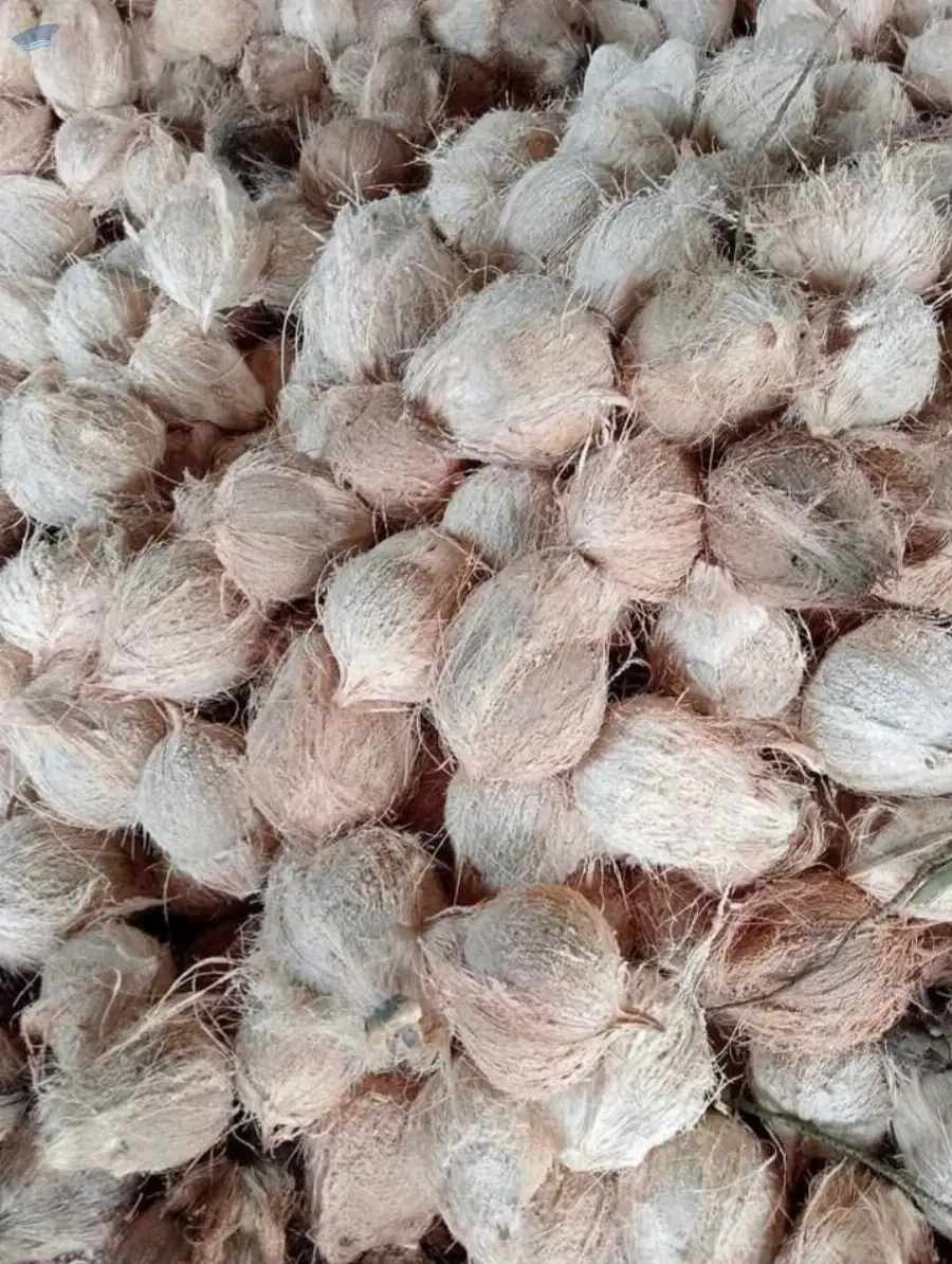 Dried Coconut