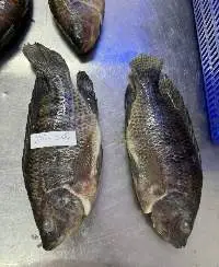 Tilapia Fish