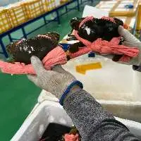 Frozen Crab