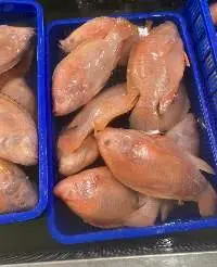Frozen Red Tilapia Fish