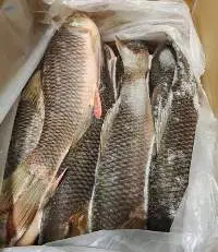 Frozen Rohu Fish