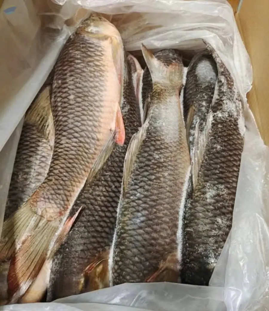Frozen Rohu Fish