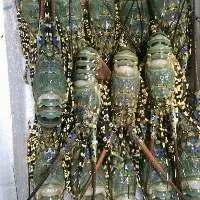 Lobster