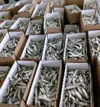 Dried Herring Fish
