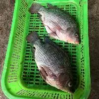 Frozen Perch