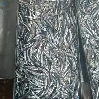 Frozen Anchovy Fish