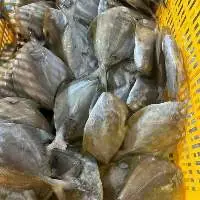 Frozen Black Bird Fish