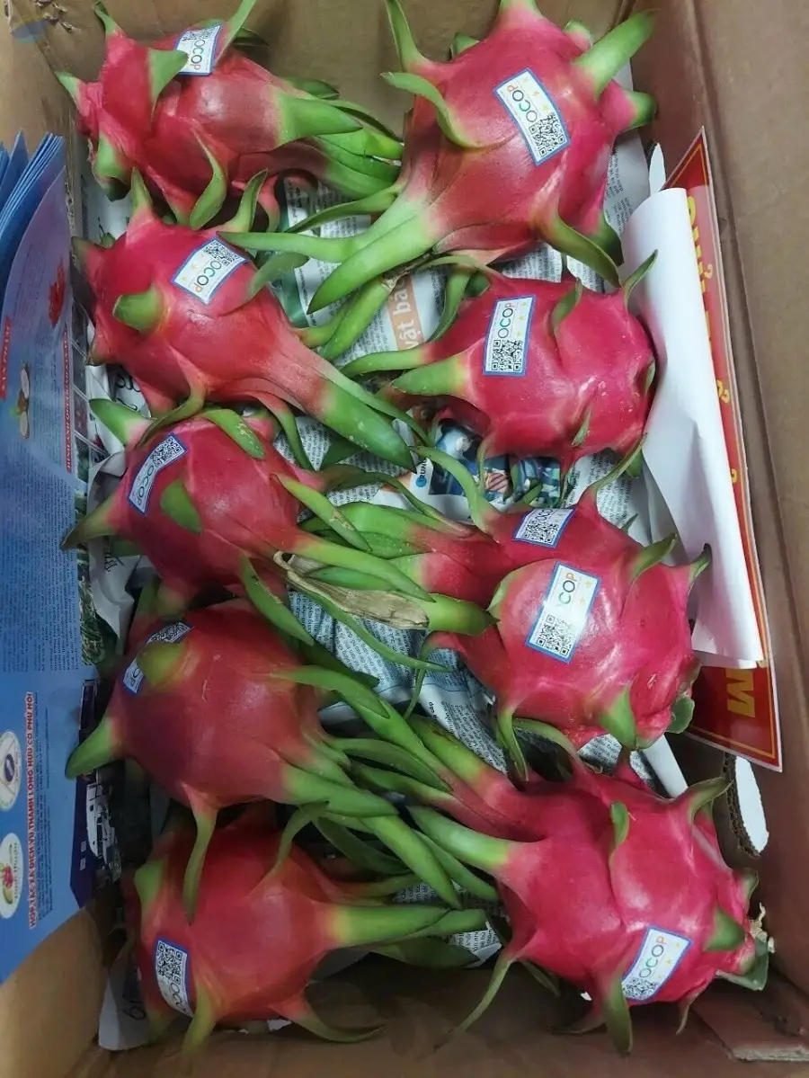 Fresh Dragon Fruit