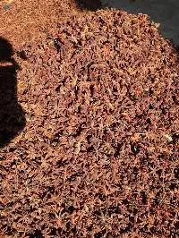 Star Anise