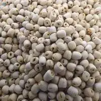 Lotus Seed