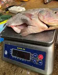 Frozen Gourami Fish
