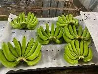 Fresh Banana