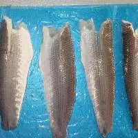 Snakehead Fish Fillet
